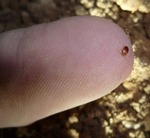 Leptinus testaceus